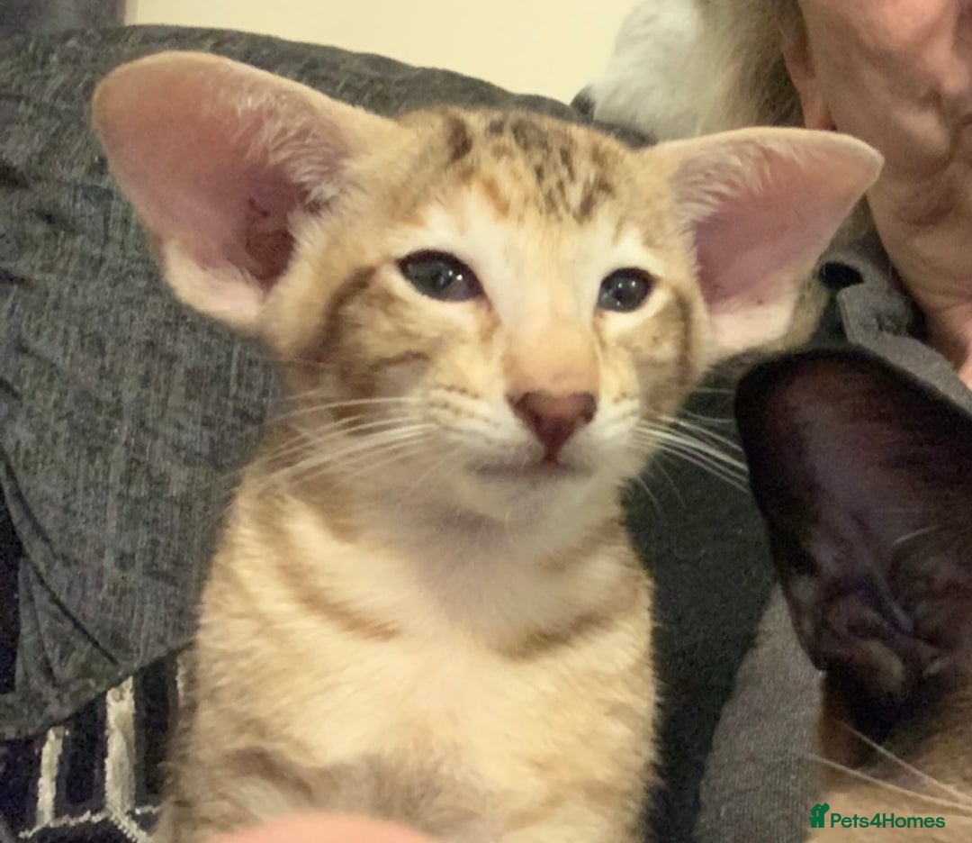 Oriental cats for sale: Stunning tortie tabby oriental female kittens - Image 4