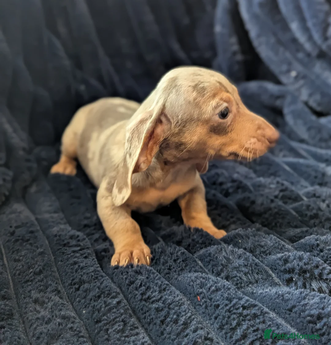 Miniature Dachshund dogs for sale: Miniature dachshund puppies  - Advert 10