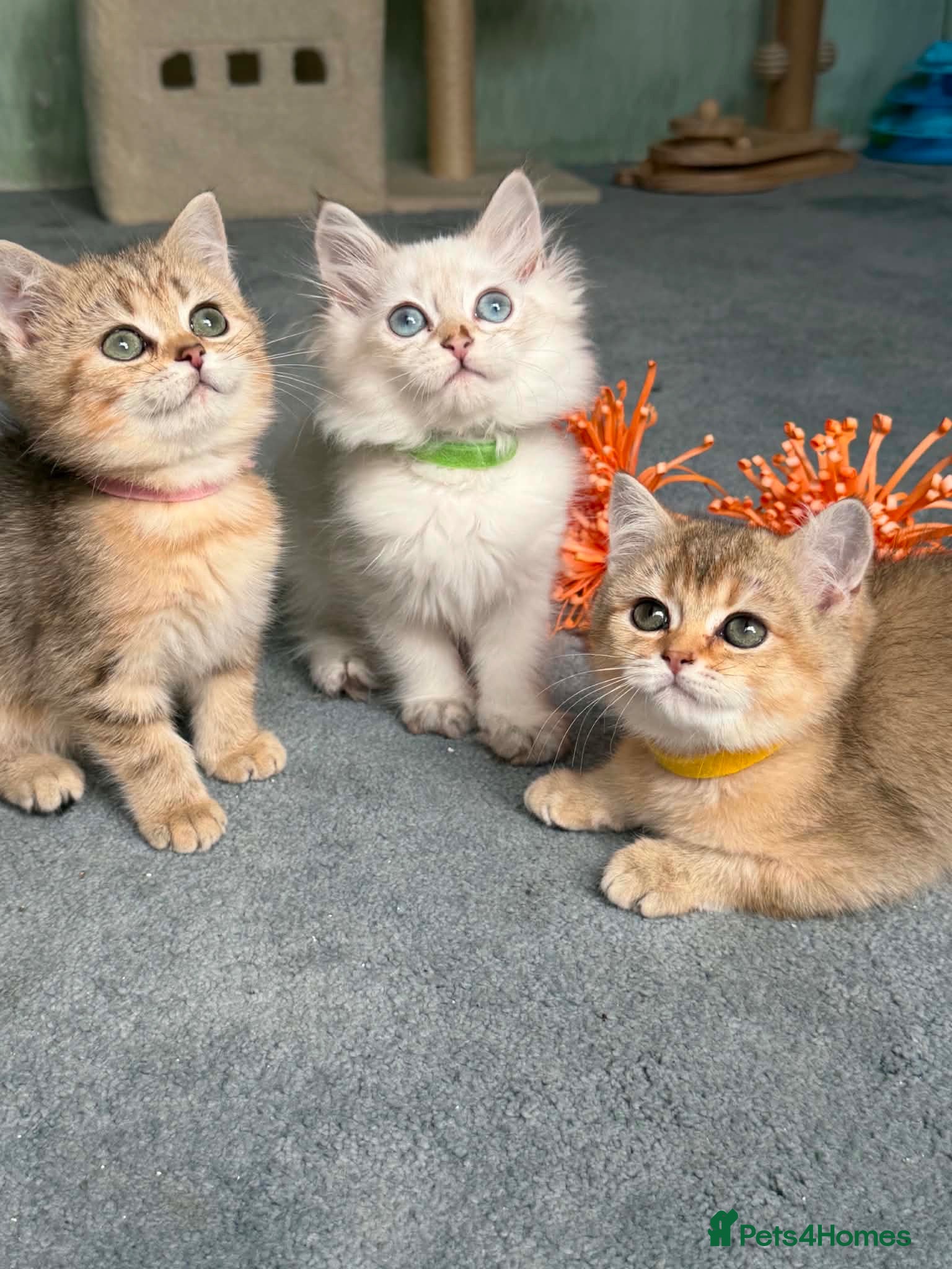 British Shorthair cats 4 Gorgeous British Shorthair TICA kittens - Advert 11