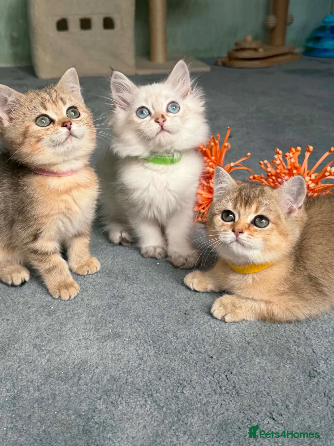 British Shorthair cats for sale: 4 Gorgeous British Shorthair TICA kittens - Advert 2