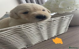 Labrador Retriever dogs for sale: Beautiful chunky yellow  Labrador puppy’s  - Image 1