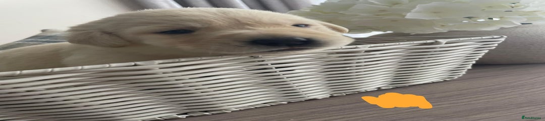 Labrador Retriever Puppy 7