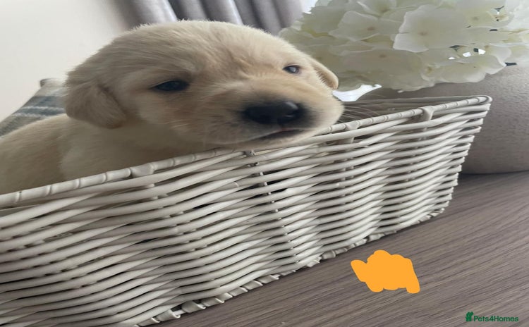 Labrador Retriever dogs - Advert 1