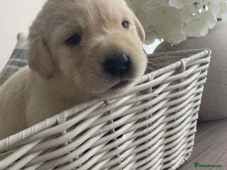 Labrador Retriever dogs - Advert 25