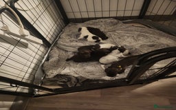Cocker Spaniel dogs for sale: 7 pups 4 girls 3 boys  - Image 14