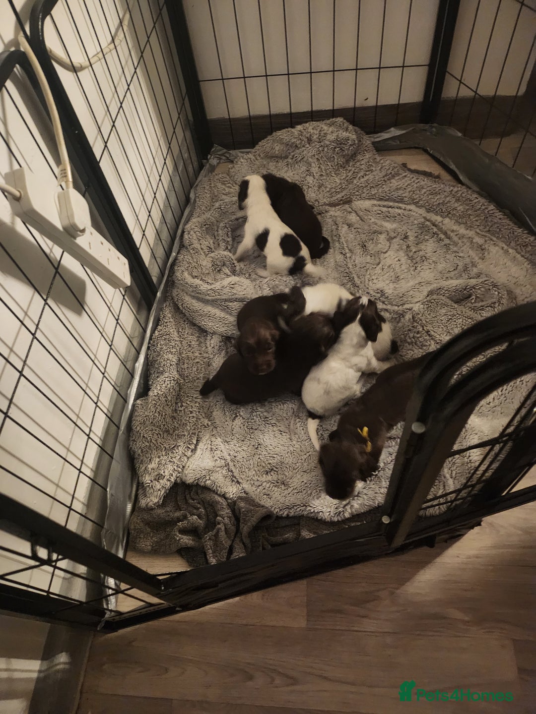 Cocker Spaniel dogs for sale: 7 pups 4 girls 3 boys  - Image 14