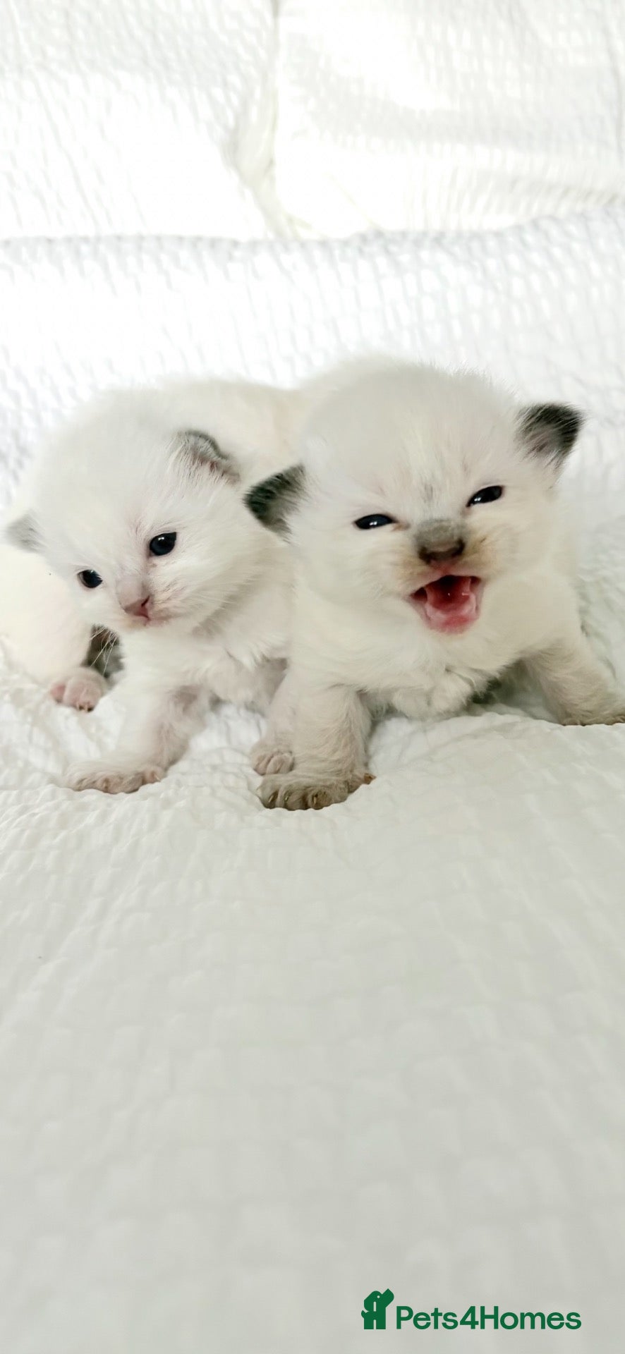 Ragdoll cats 🎀 Exceptional GCCF Babies 🎀 - Advert 1