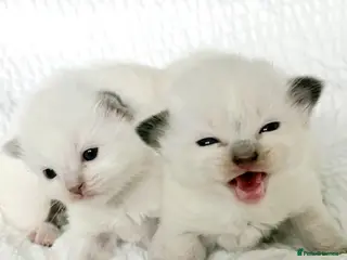 Ragdoll cats 🎀 Exceptional GCCF Babies 🎀 - Advert 1