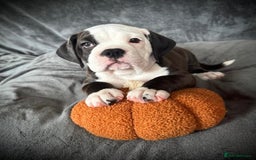 Old Tyme Bulldog dogs for sale: 🩷🩷Old Tyme Bulldog Puppies🩷🩷 - Image 28