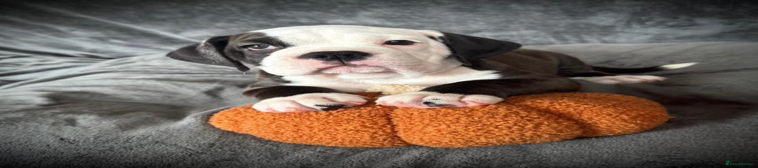 Old Tyme Bulldog - Nickname ‘PAC-Mam’