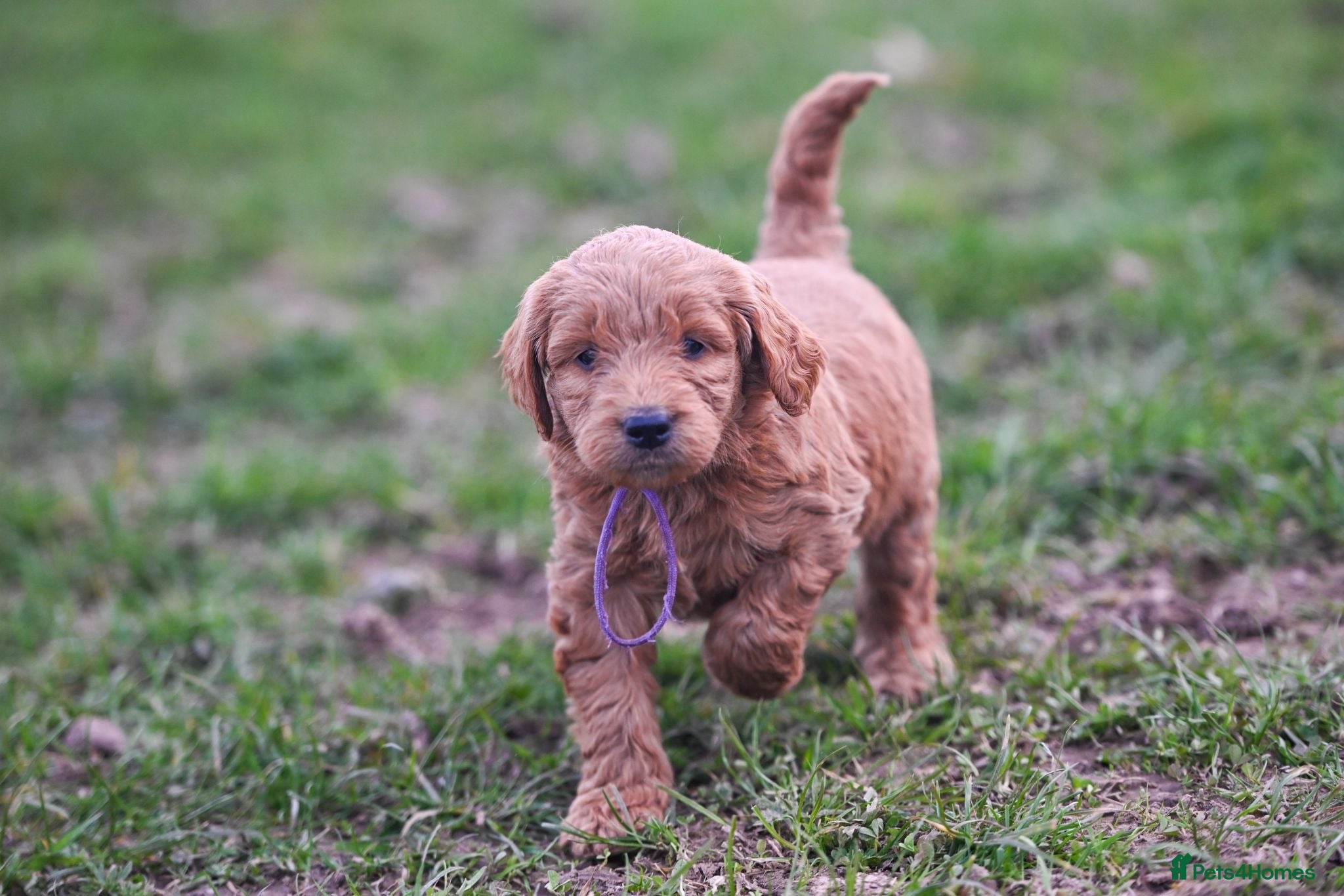 Mini Goldendoodle dogs BEAUTIFUL MINI GOLDENDOODLES  - Advert 2