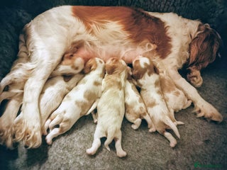 Cavalier King Charles Spaniel dogs STUNNING CAVALIER KING CHARLES SPANIEL PUPPIES *** - Advert 3