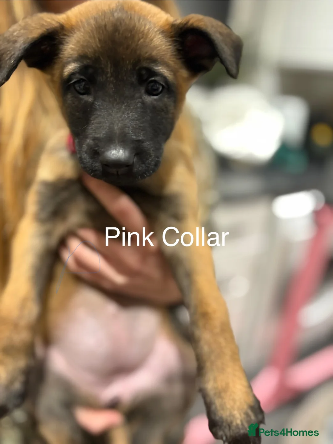 Belgian Shepherd Dog dogs for sale: Belgian Malinois Puppies - Advert 7