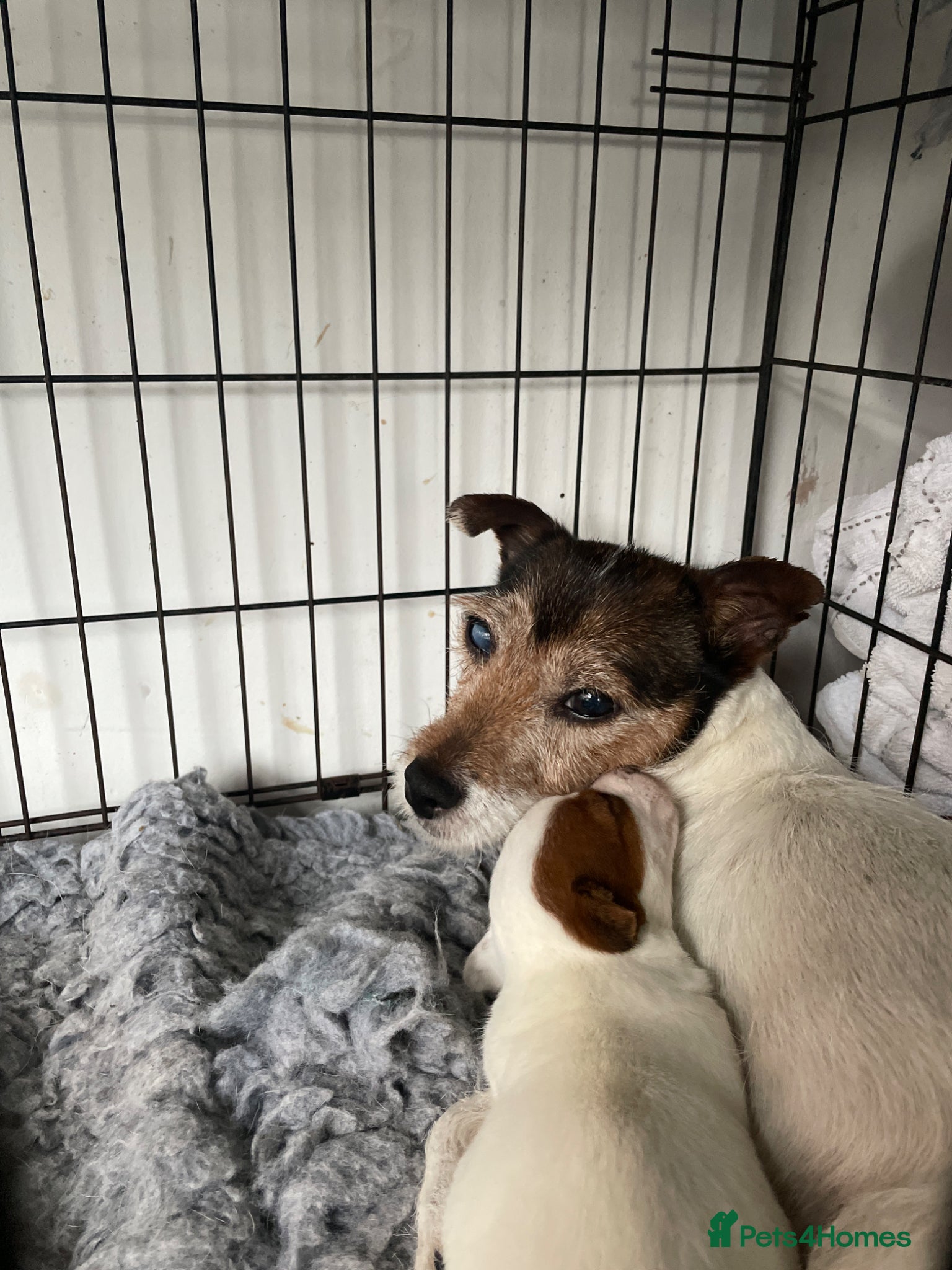 Jack Russell dogs Miniature Jack Russell puppies available - Advert 1