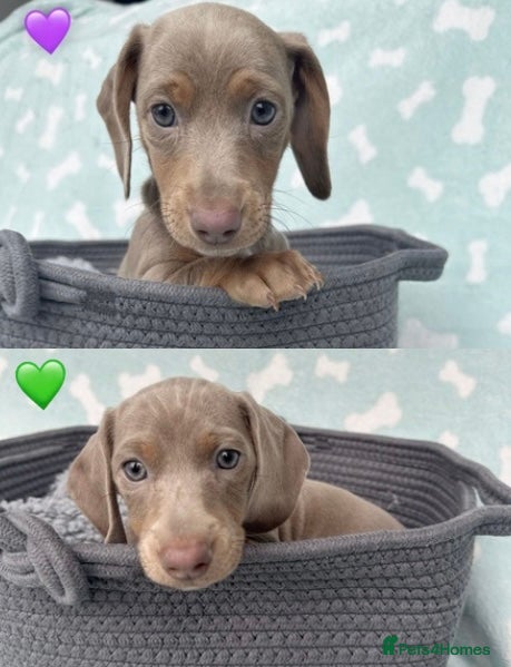 Miniature Dachshund dogs *READY TO LEAVE* 2 Female Miniature Dachshunds - Advert 6