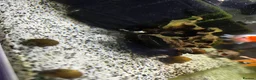 Goldfish fish for sale: Full setup including fish and snails  in Hebburn - Advert 4