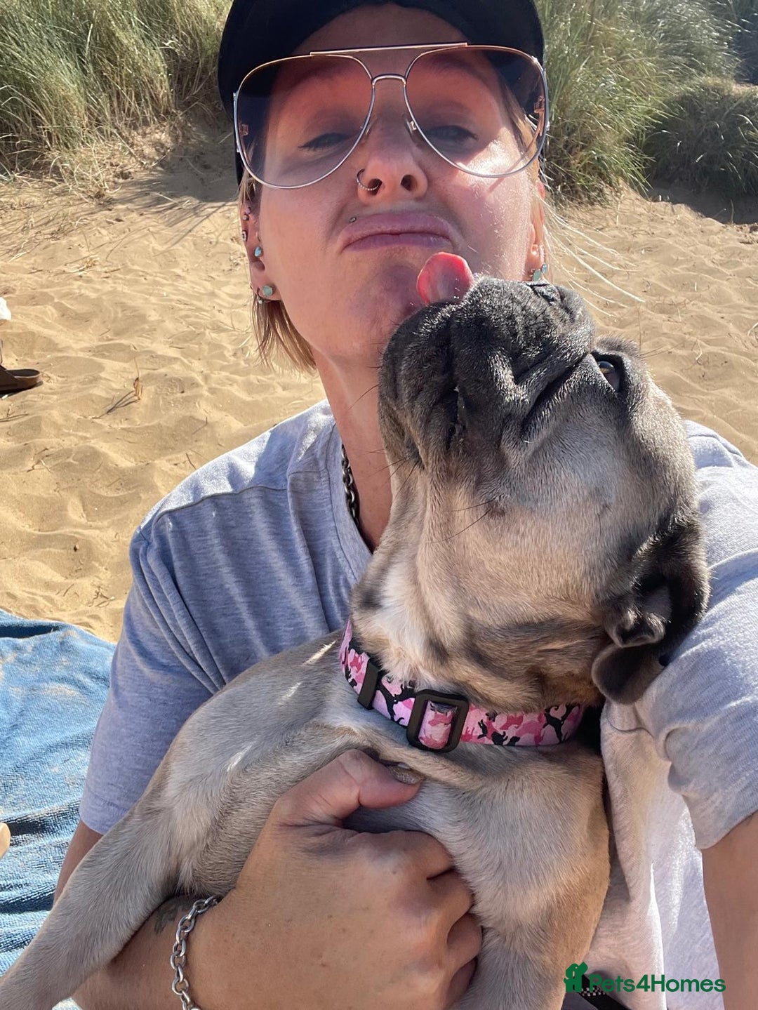 French Bulldog dogs for sale: Special home for Petal, French Bulldog wanted - Image 3