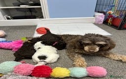 Toy Poodle dogs for sale: Toy poodle boy chocolate and white  - Advert 4