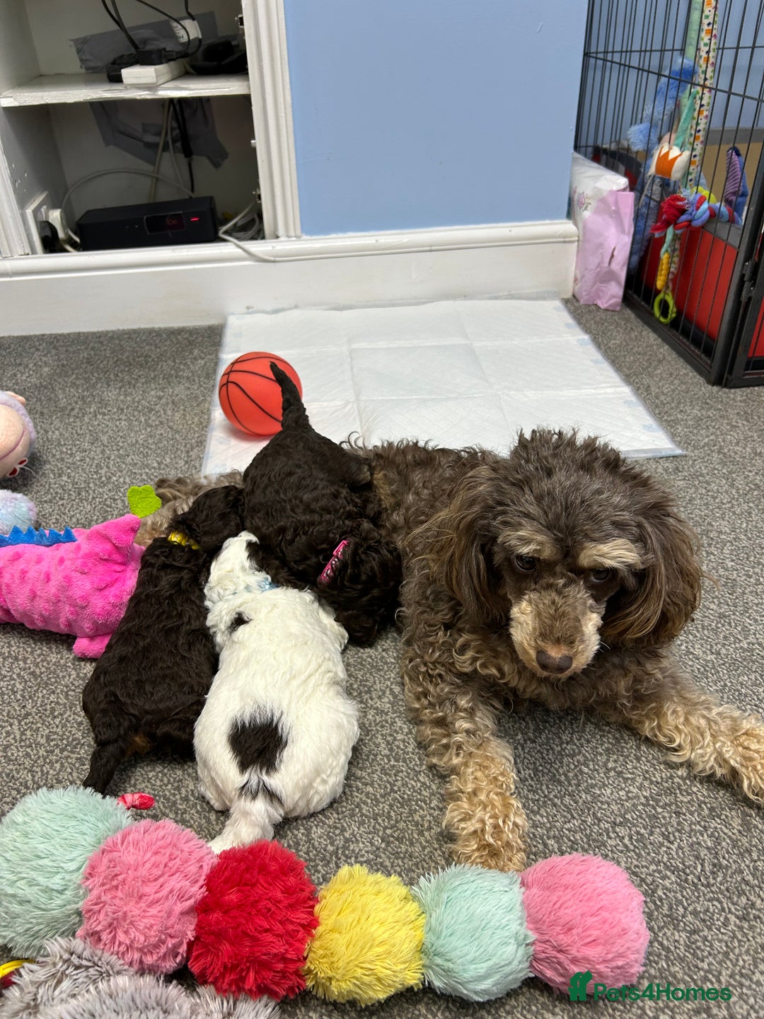 Toy Poodle dogs for sale: Toy poodle boy chocolate and white  - Advert 4