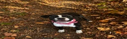 Boxer dogs for sale: Kc registered bitch  - Advert 2