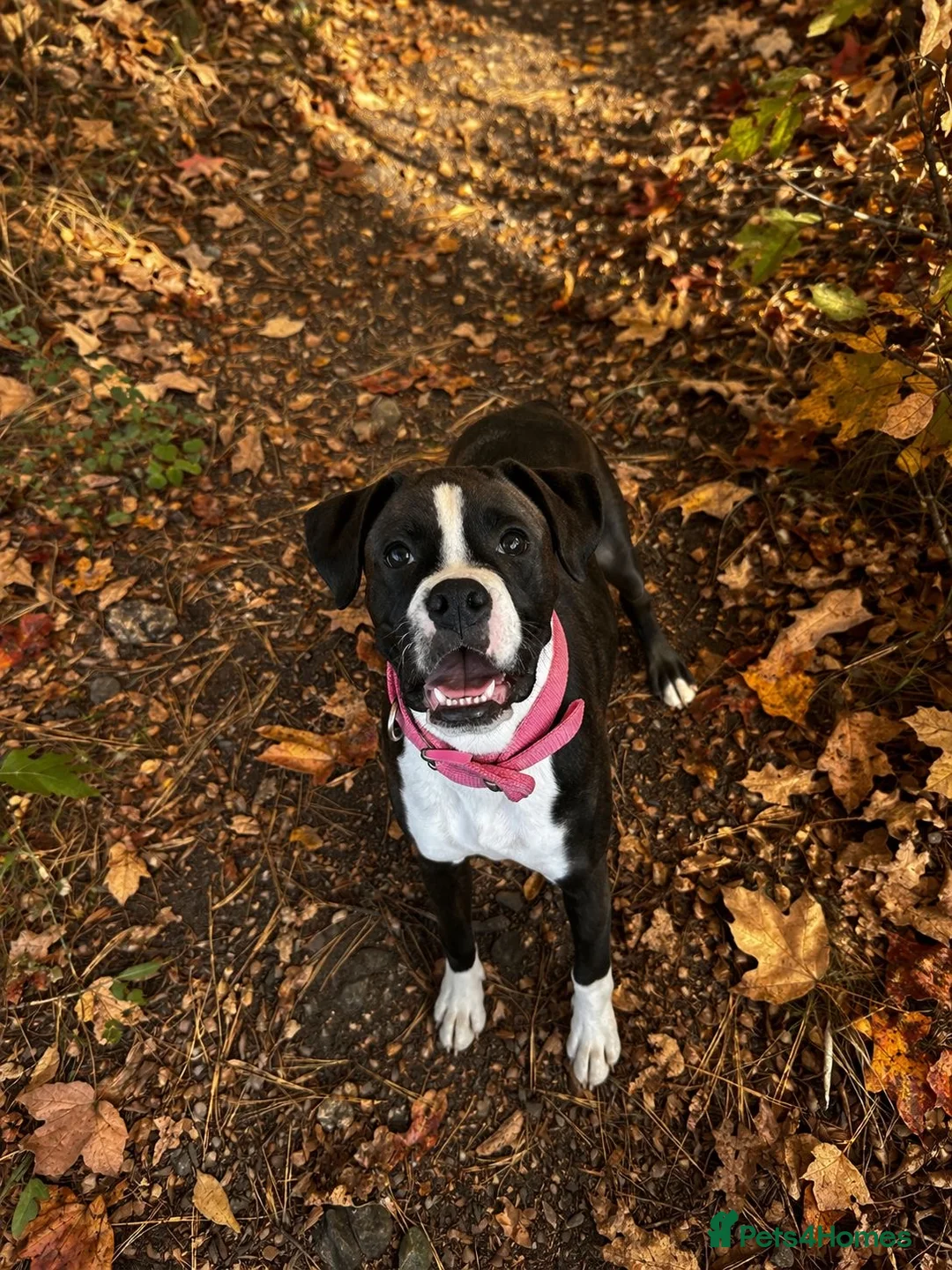Boxer dogs for sale: Kc registered bitch  - Advert 2