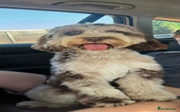 Cockapoo dogs for stud: F1 chocolate merle cockapoo - Image 2
