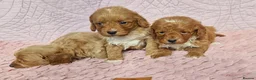 Cockapoo dogs for sale: Beautiful health clear Cockapoo's in Staines - Advert 12
