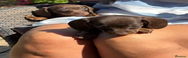 Miniature Dachshund 6