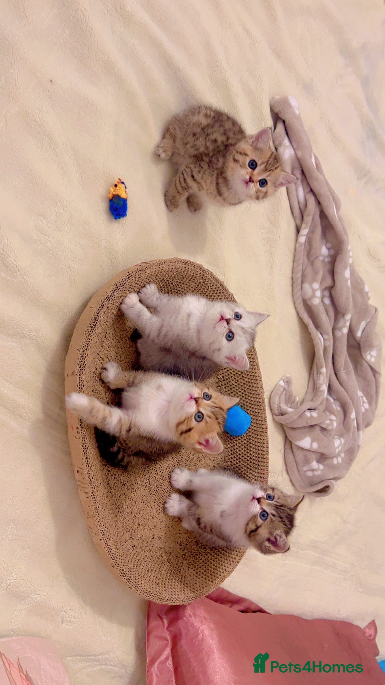 British Shorthair cats British short hair for sale kitten❤️ - Advert 3