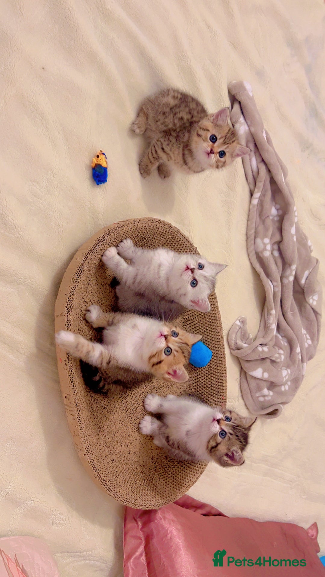 British Shorthair cats for sale: British short hair for sale kitten❤️ - Advert 1