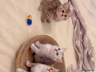 British Shorthair cats British short hair for sale kitten❤️ - Advert 3