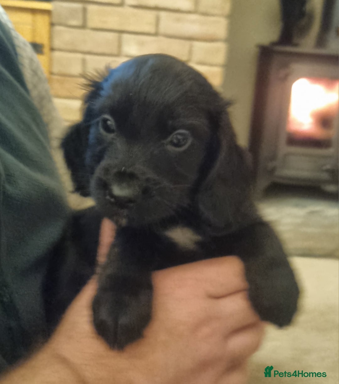 Cocker Spaniel dogs for sale: Gorgeous Working Cocker Boys - Advert 9