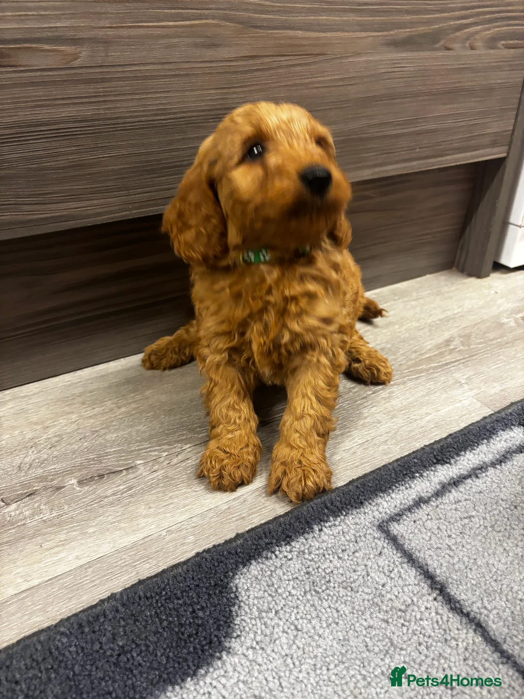 Cockapoo dogs for sale: F1b Cockapoo - Advert 6