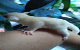 Sugar Glider rodents for sale: Stunning baby sugar glider  - Image 5