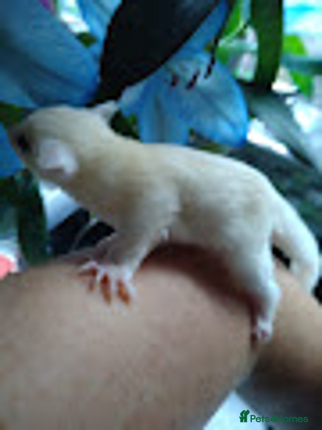 Sugar Glider rodents for sale: Stunning baby sugar glider  - Image 5