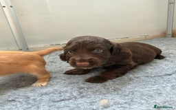 Cocker Spaniel dogs for sale: Beautiful cocker spaniels  - Image 9