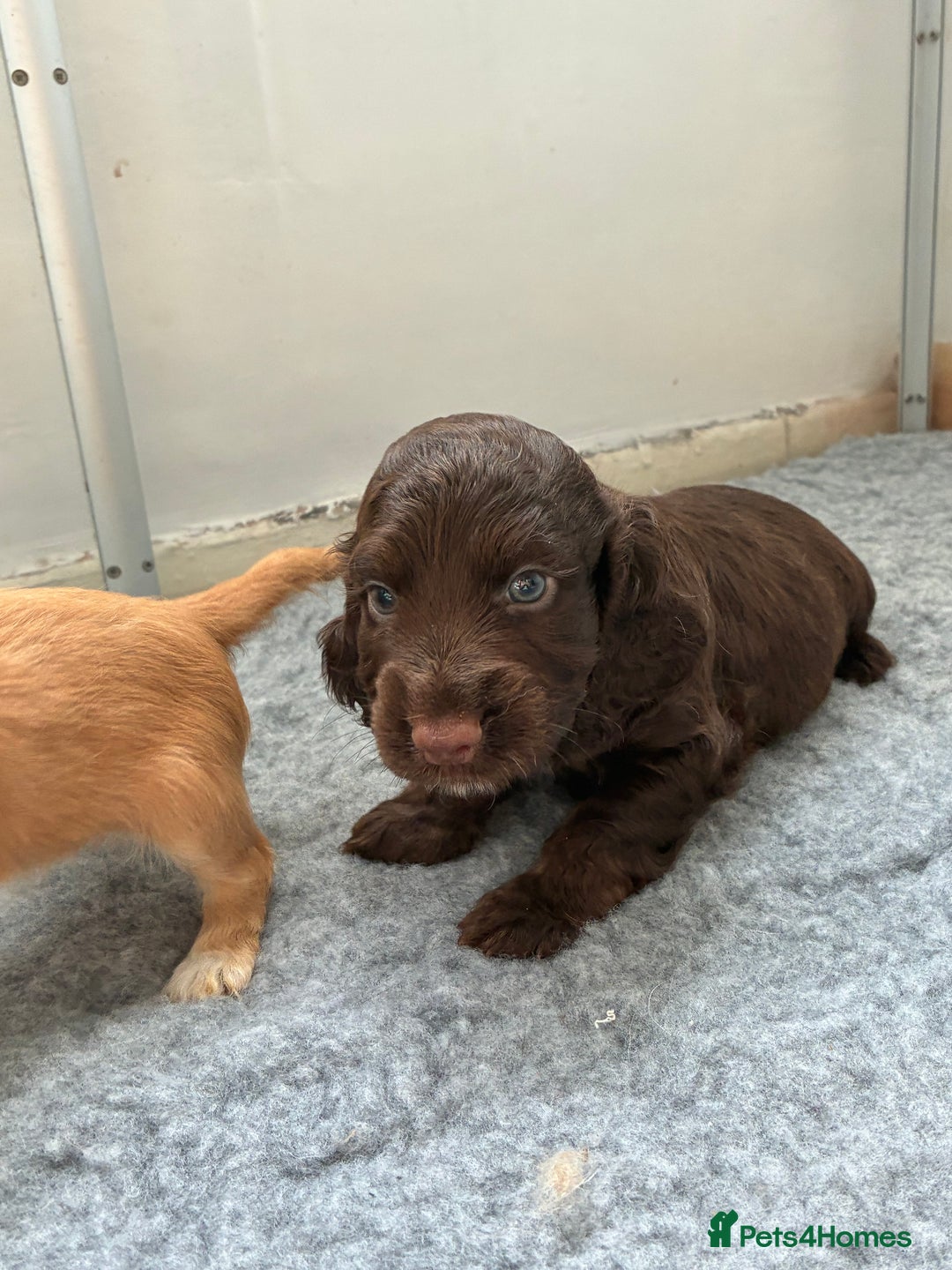 Cocker Spaniel dogs for sale: Beautiful cocker spaniels  - Image 9