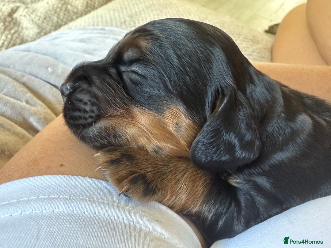 Sprocker dogs for sale: Beautiful Sprocker puppies  - Image 12