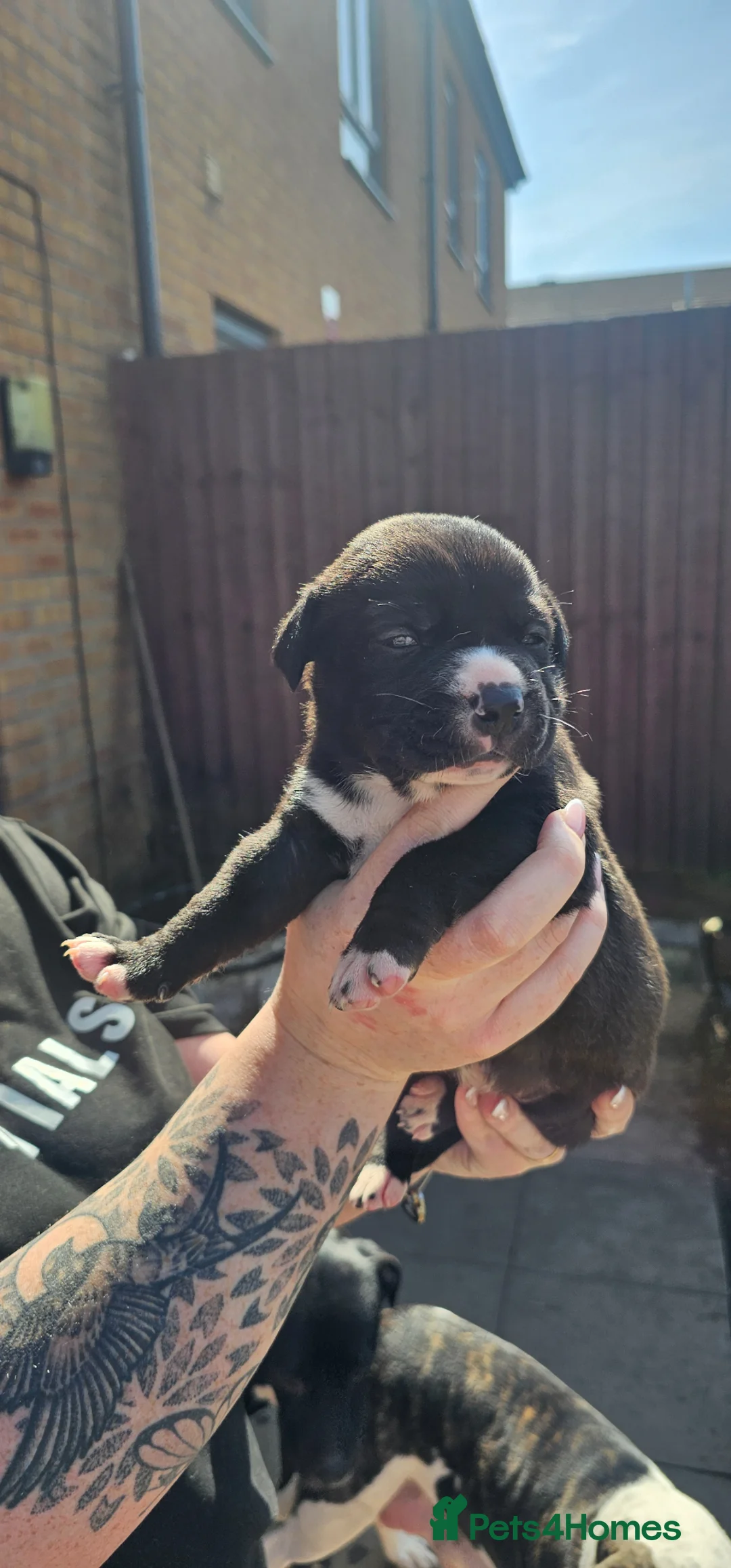 Mixed Breed dogs for sale: Puppies  - Advert 2