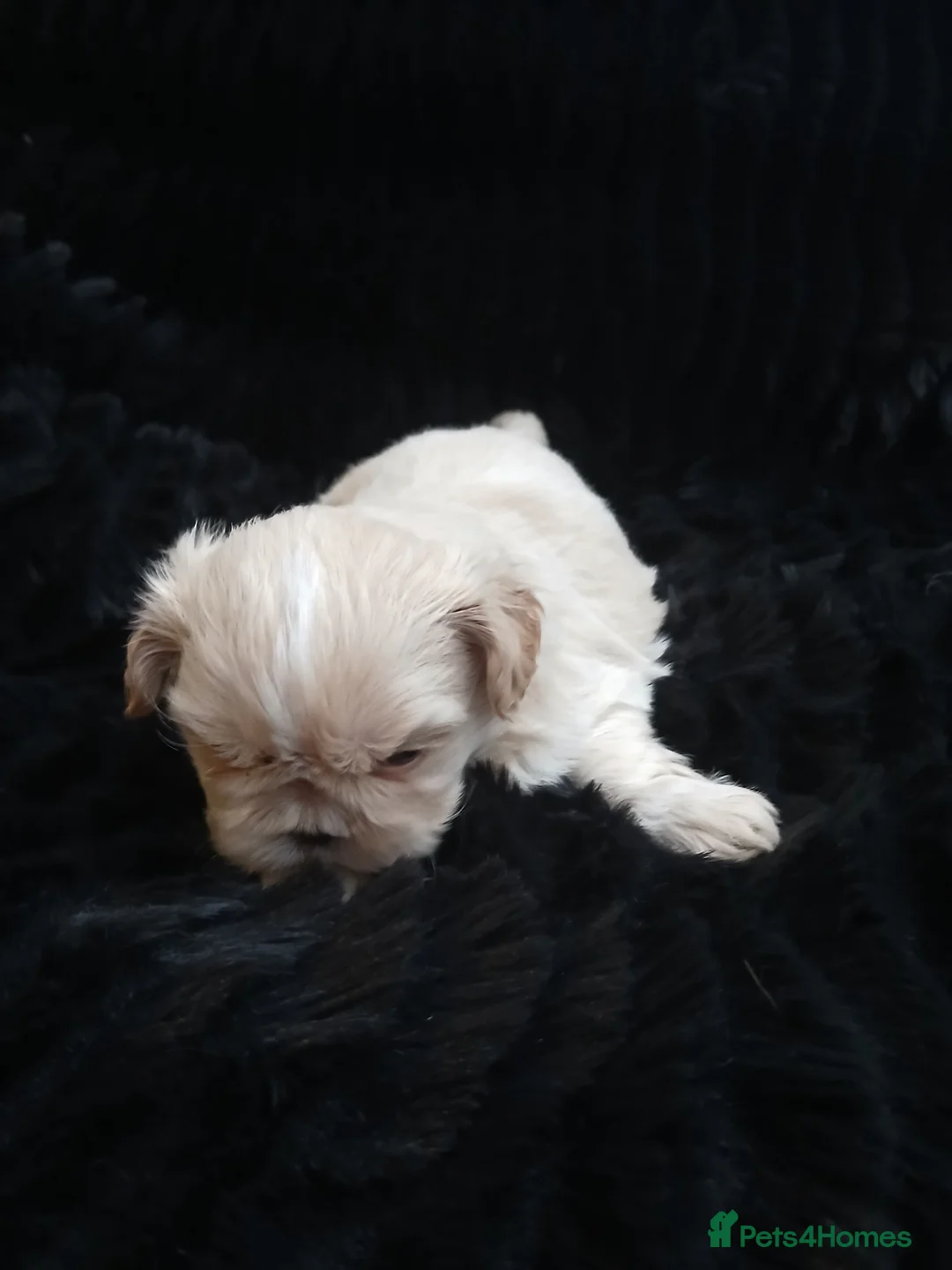 Shih Tzu dogs for sale: 4 Shih-tzu boy puppies for sale 1200/1300 - Advert 18