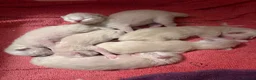 Ragdoll cats for sale: Ragdoll kittens - Advert 4
