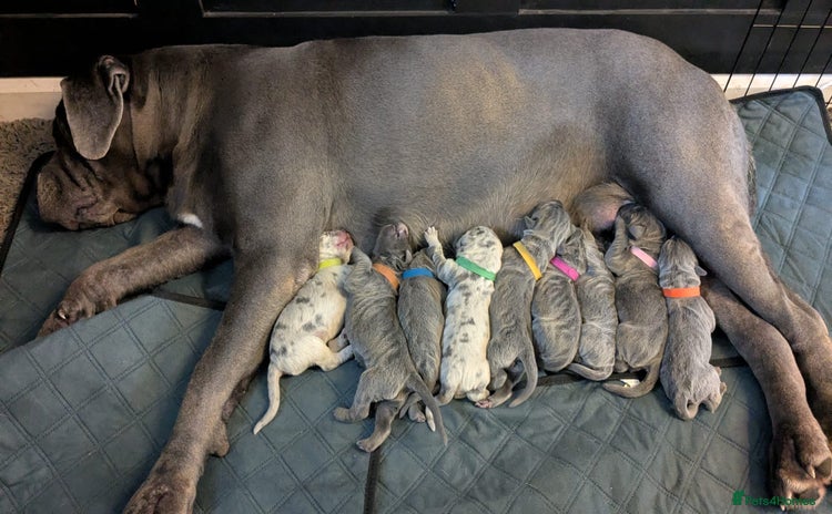 Cane Corso dogs for sale - Advert 1
