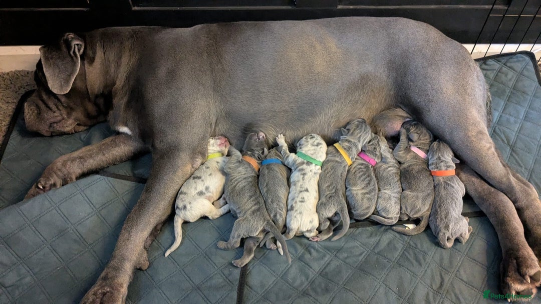 Cane Corso dogs for sale: Cane Corso Puppies  - Image 1