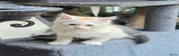 Mixed Breed cats for sale: Maine coon cross Norwegian Forest kittens - Advert 13