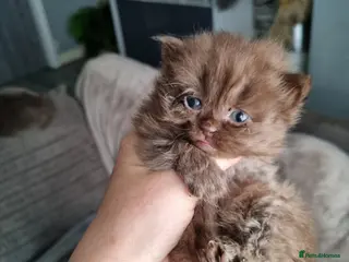 British Shorthair cats Chocolate boy kitten's - Advert 9