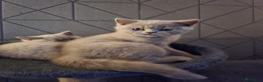 British Shorthair 1 Milly