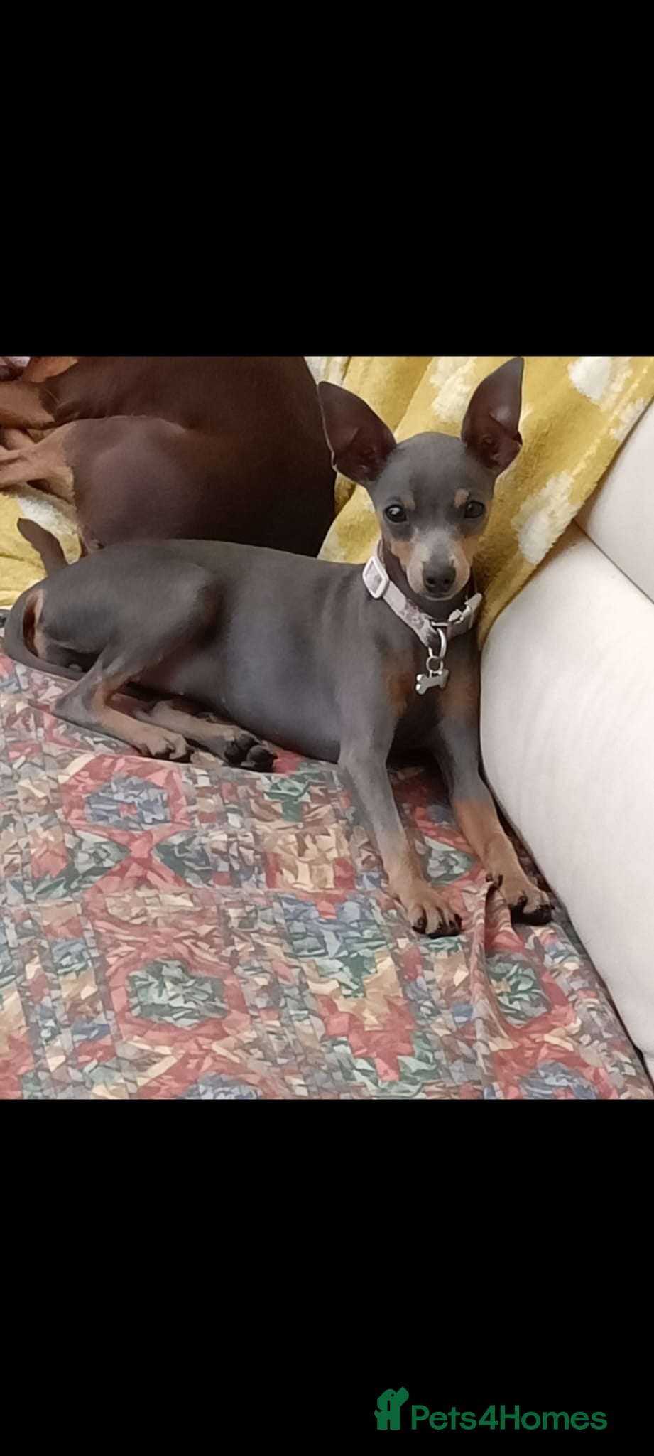 Miniature Pinscher dogs Kc registered miniature Pinscher girl - Advert 1