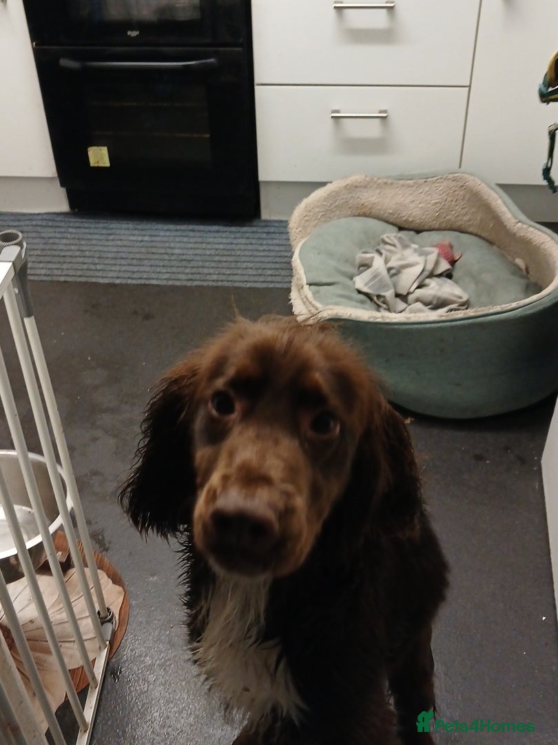 Cocker Spaniel dogs Mrs gibson - Advert 1