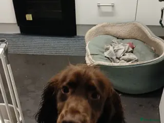 Cocker Spaniel dogs Mrs gibson - Advert 1