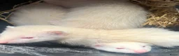 Ferret rodents for sale: Ferret kits - Advert 1